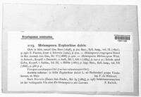 Melampsora euphorbiae image